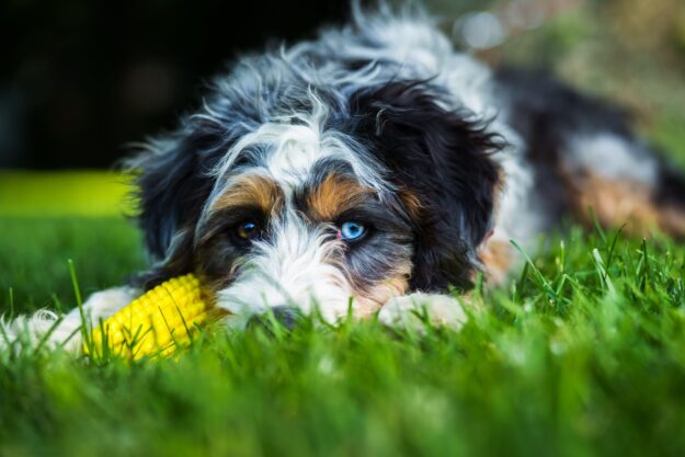 Bernedoodle dog in grassland