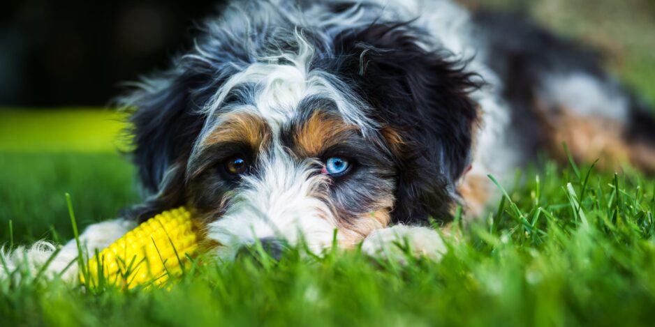 Bernedoodle dog in grassland