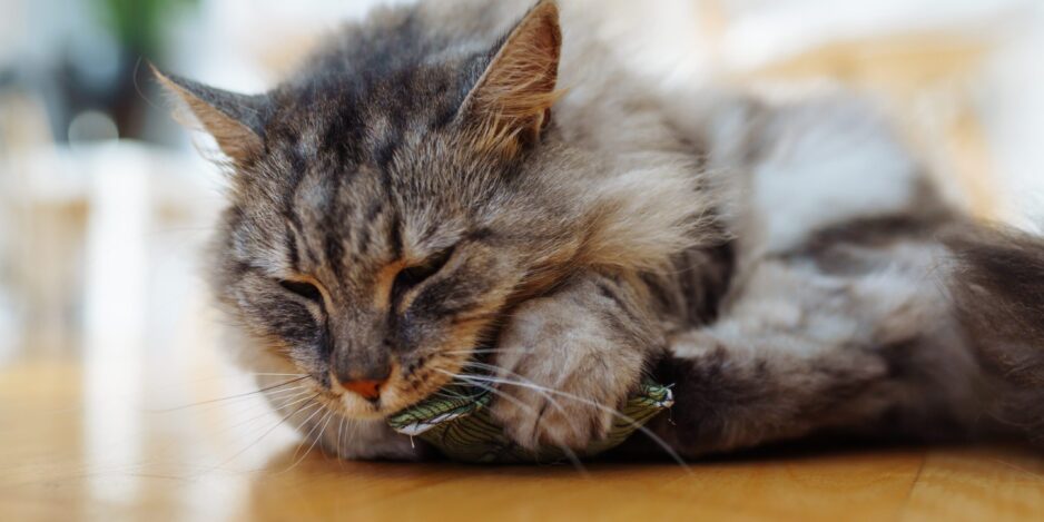 fabric pillow roll filled with catnip for play and interest of cats
