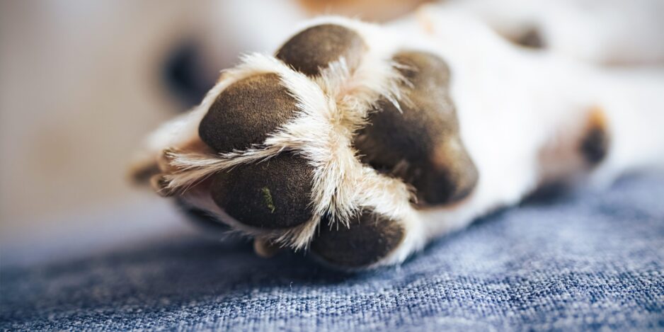 Macro shoot of beagle dog paw feet and nails
