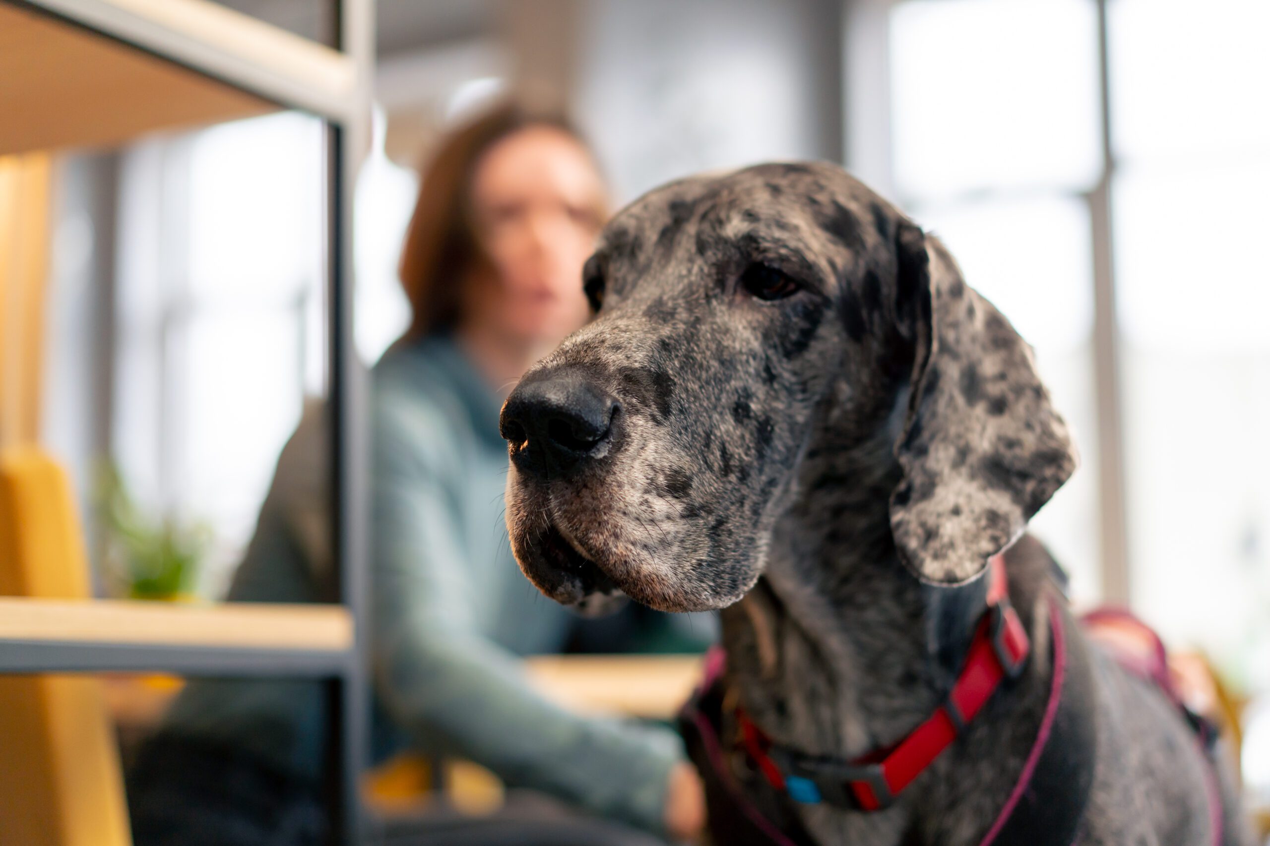 close up portrait of a merle-colored Great Dane dog in a cafe with his owner love for pets