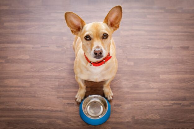 chihuahua dog, chihuahua beautiful, Funny dog, chihuahua animal