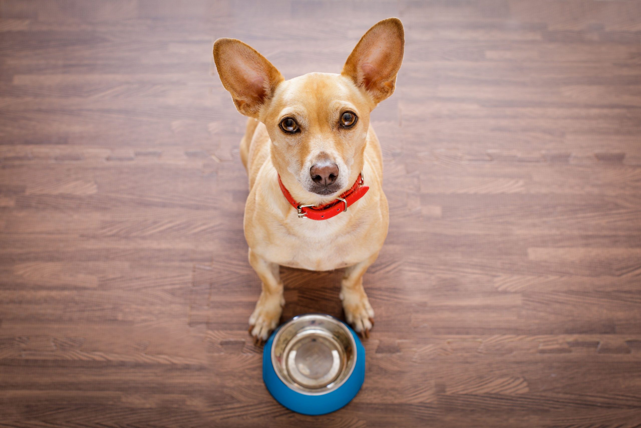 chihuahua dog, chihuahua beautiful, Funny dog, chihuahua animal