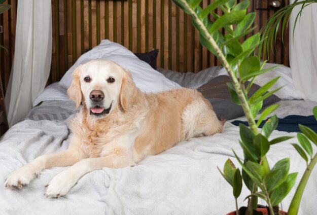 Golden retriever dog on bed