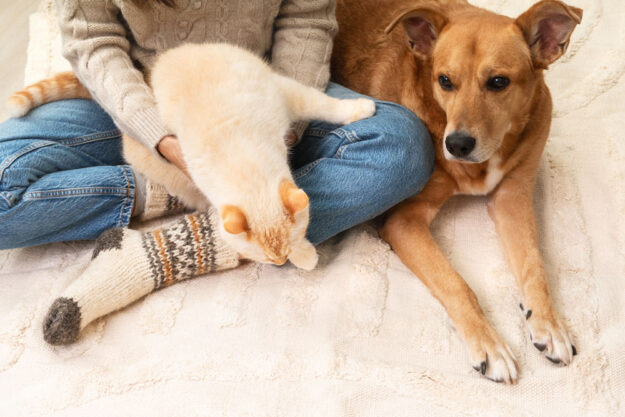 festive-socks-on-legs-and-cute-mixed-breed-playful-2025-01-08-15-17-08-utc-copy