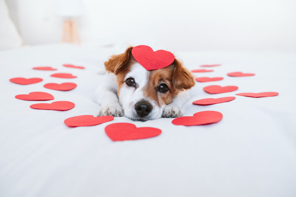 pet-owners-resolutions