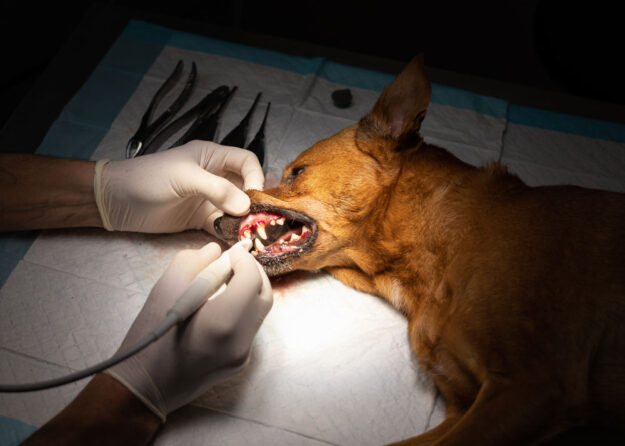 Pet Dental Procedures Pet Dental Procedures