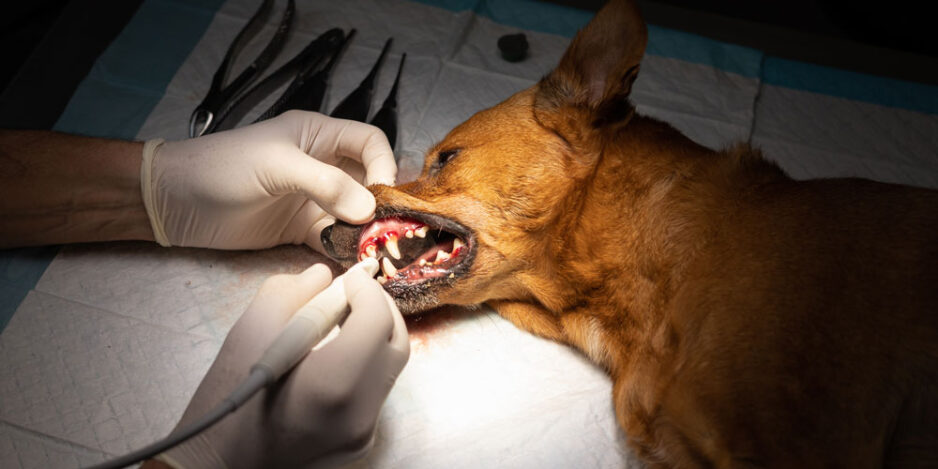 Pet Dental Procedures