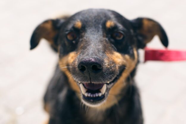 Dog Dental Health
