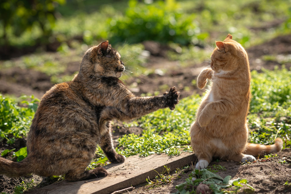 don-t-touch-me-a-turtle-colored-cat-fights-with-a-2025-02-10-14-39-10-utc