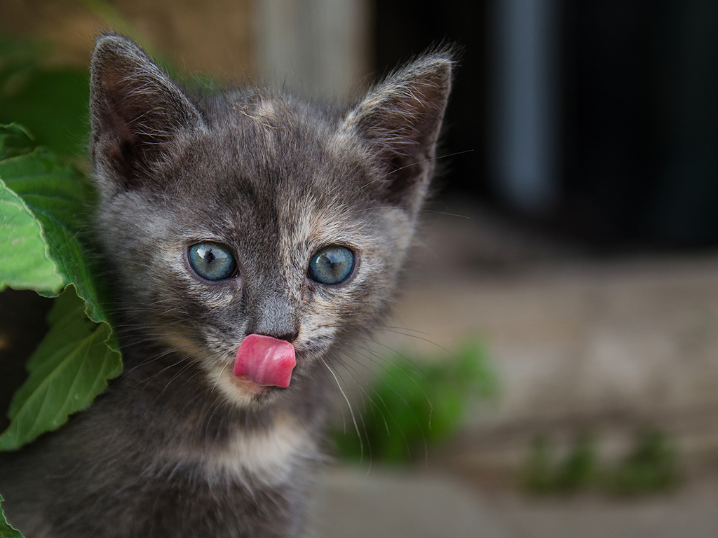 kittens catnip