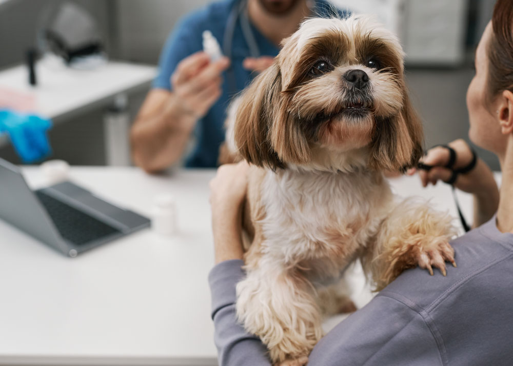 What-is-the-most-important-thing-you-can-do-for-your-pet