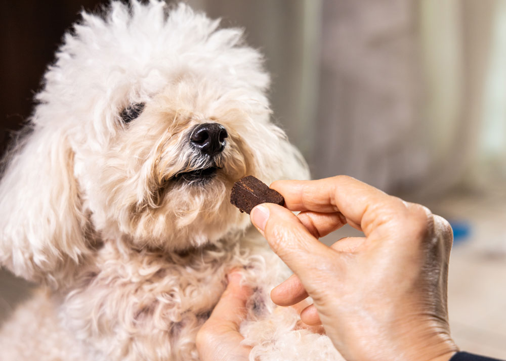chocolate-for-dog