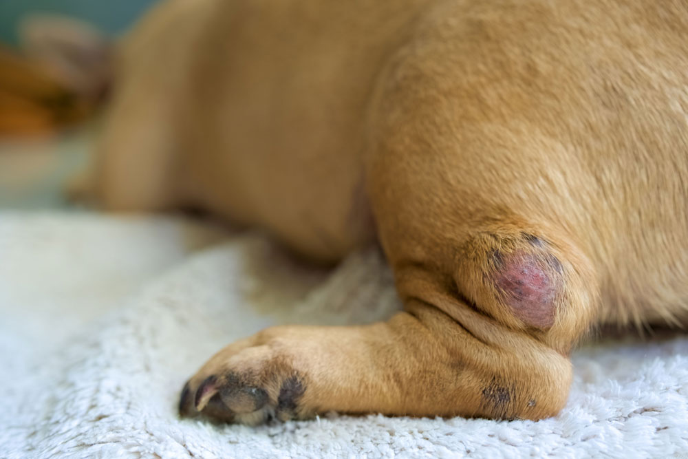 hot-spots-in-dogs