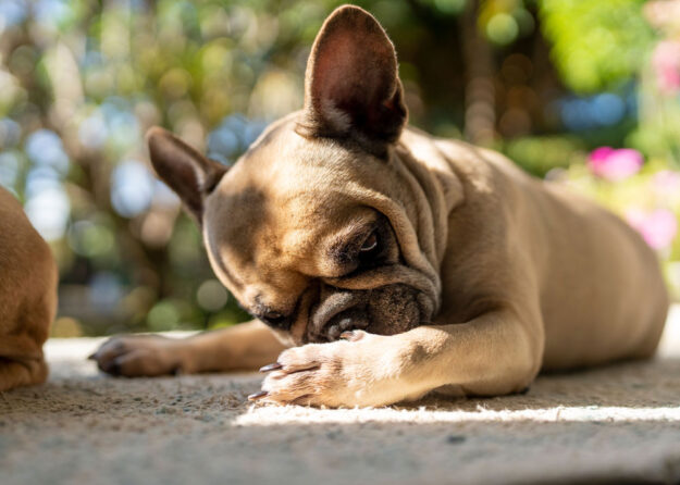 itchy-paws
