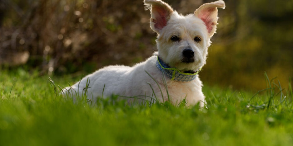 skin-cancer-in-dogs