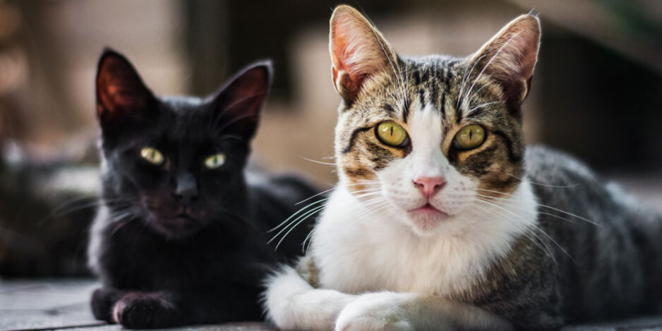 worms-in-cats