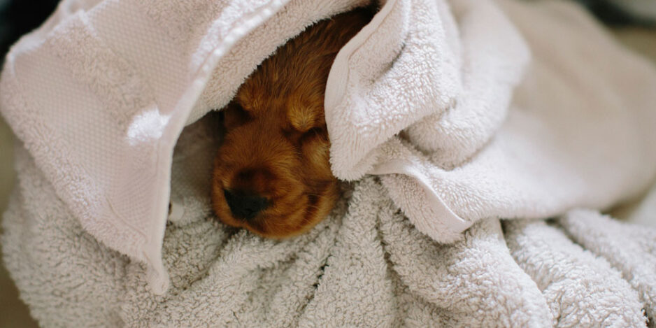 What Are Critical Winter Wellness Tips for Pets? What Are Critical Winter Wellness Tips for Pets?