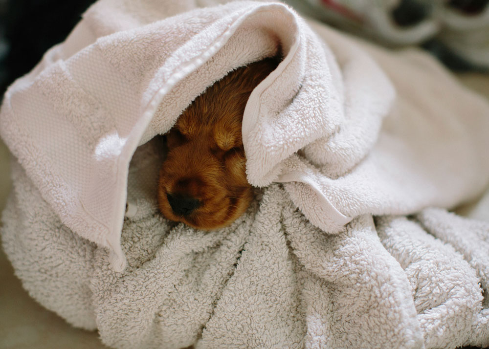 What Are Critical Winter Wellness Tips for Pets?