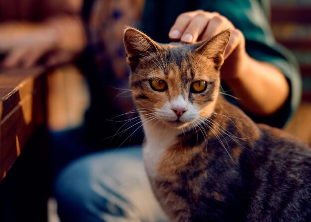 how-well-do-you-know-your-cat How Well Do You Know Your Cat?