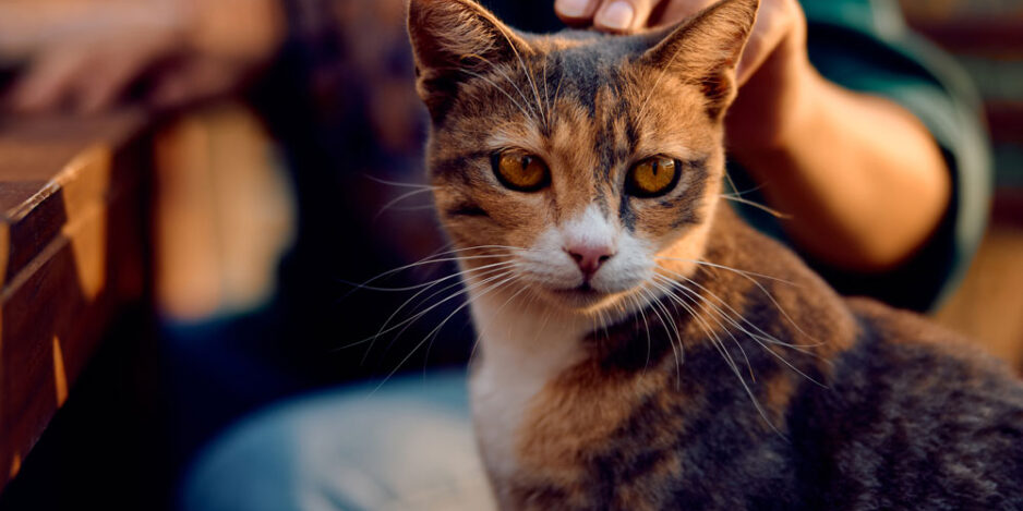 how-well-do-you-know-your-cat How Well Do You Know Your Cat?