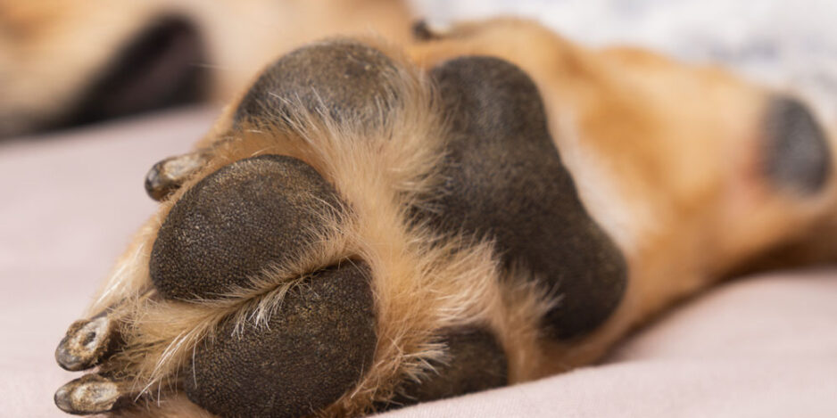 dogs-paws