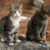 Stray vs Feral – What's the Difference?