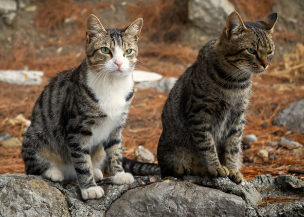 Stray vs Feral – What’s the Difference? Stray vs Feral – What's the Difference?