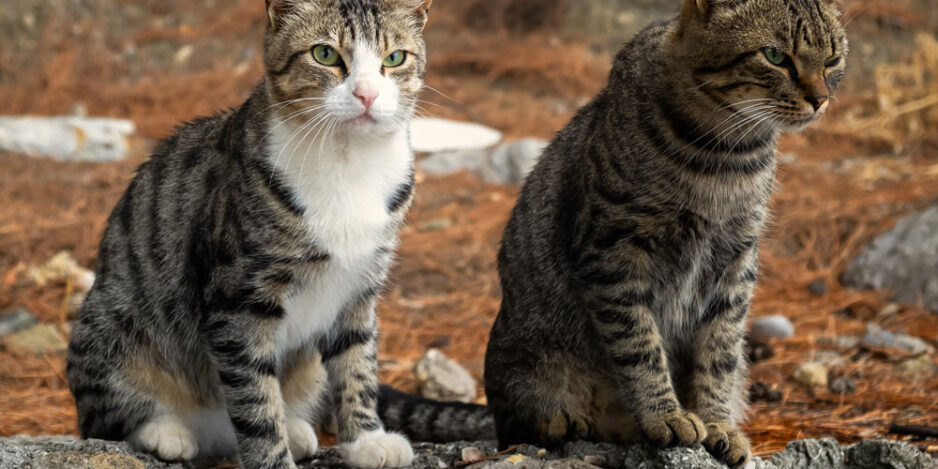 Stray vs Feral – What’s the Difference? Stray vs Feral – What's the Difference?