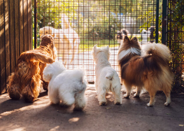 introducing-pets