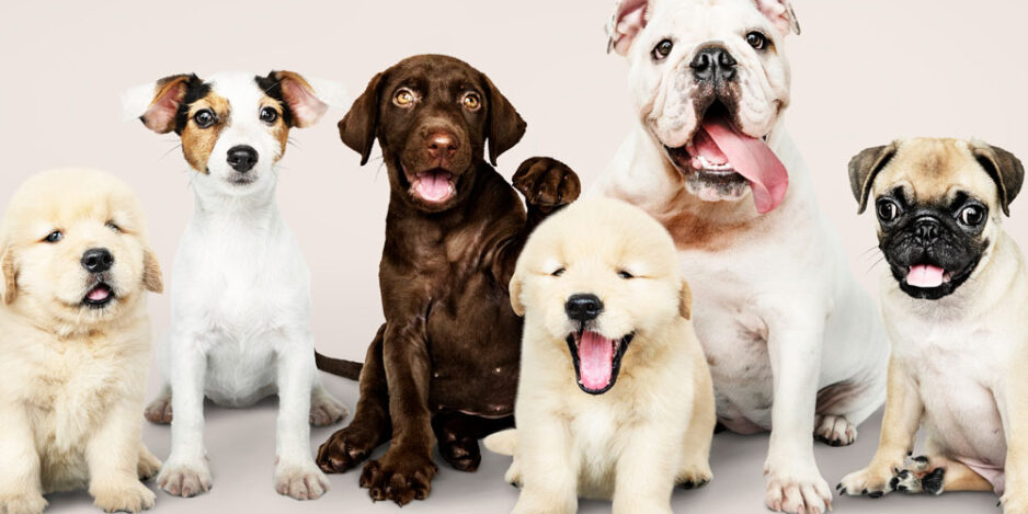 puppies-and-parvo