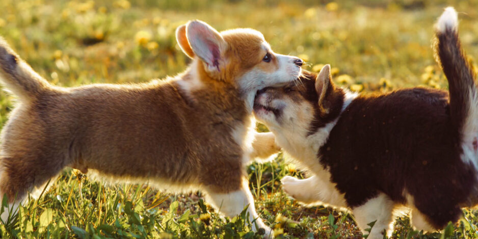 puppy-school