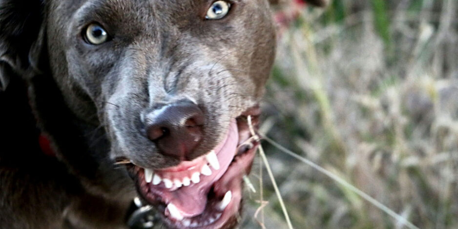 What you need to know about rabies