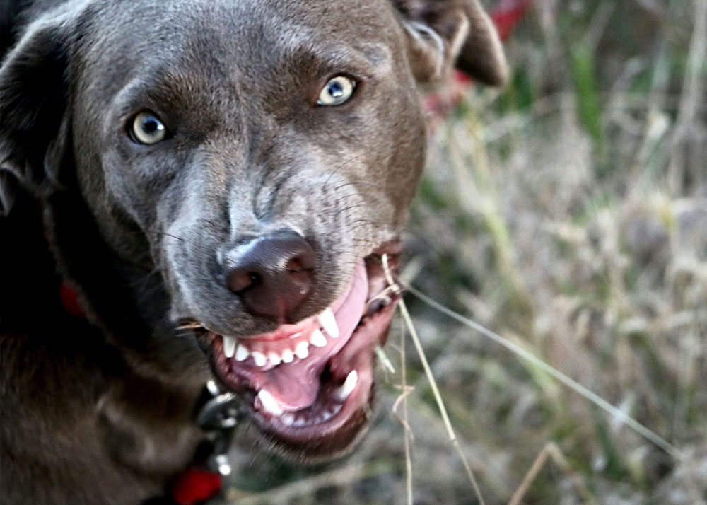 What you need to know about rabies